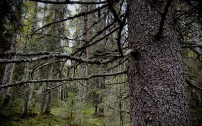 Metsänomistajan edunvalvontavaltakirja – miksi ja miten se tulisi tehdä?