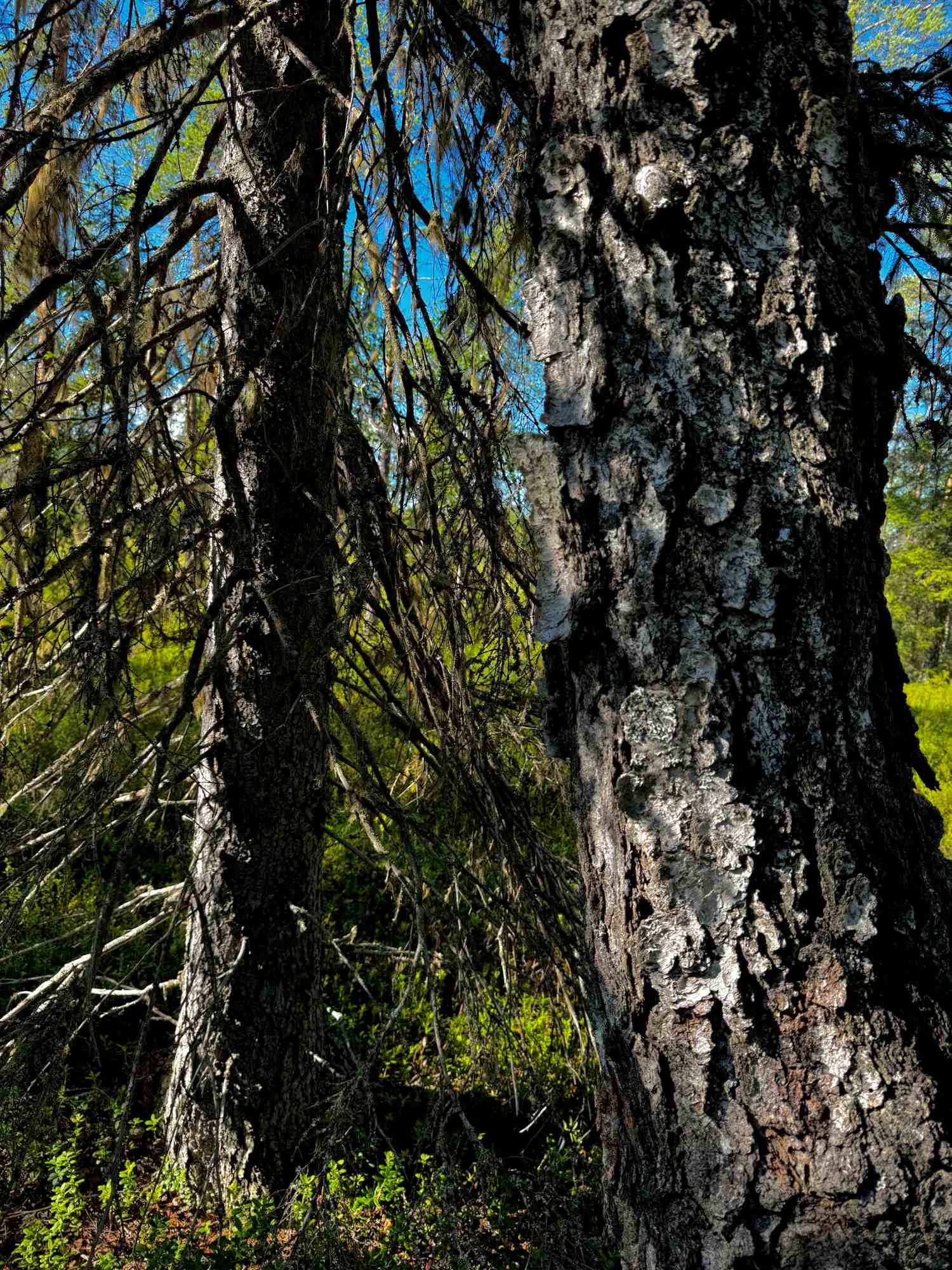 Metsätilan sukupolvenvaihdos Metsätilan sukupolvenvaihdos