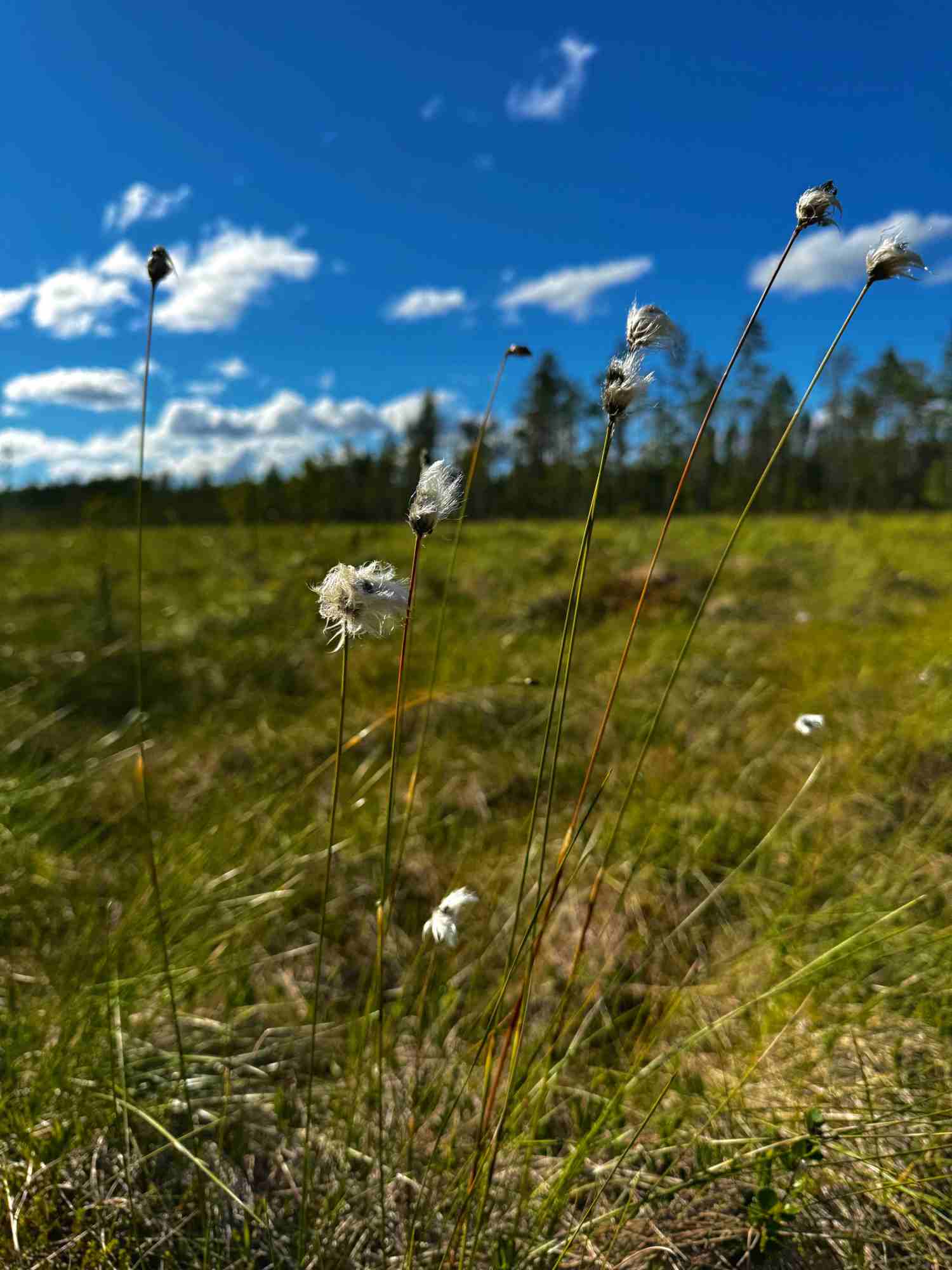 Metsäyhtymän tasapuolinen purkaminen