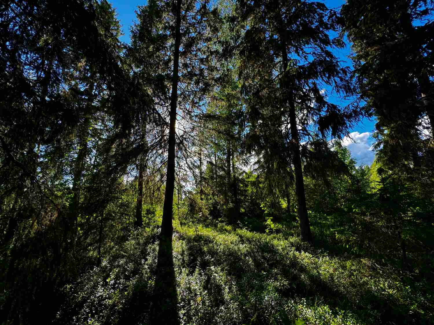 Metsätilan sukupolvenvaihdoksen rahoitus Metsätilan sukupolvenvaihdoksen rahoitus