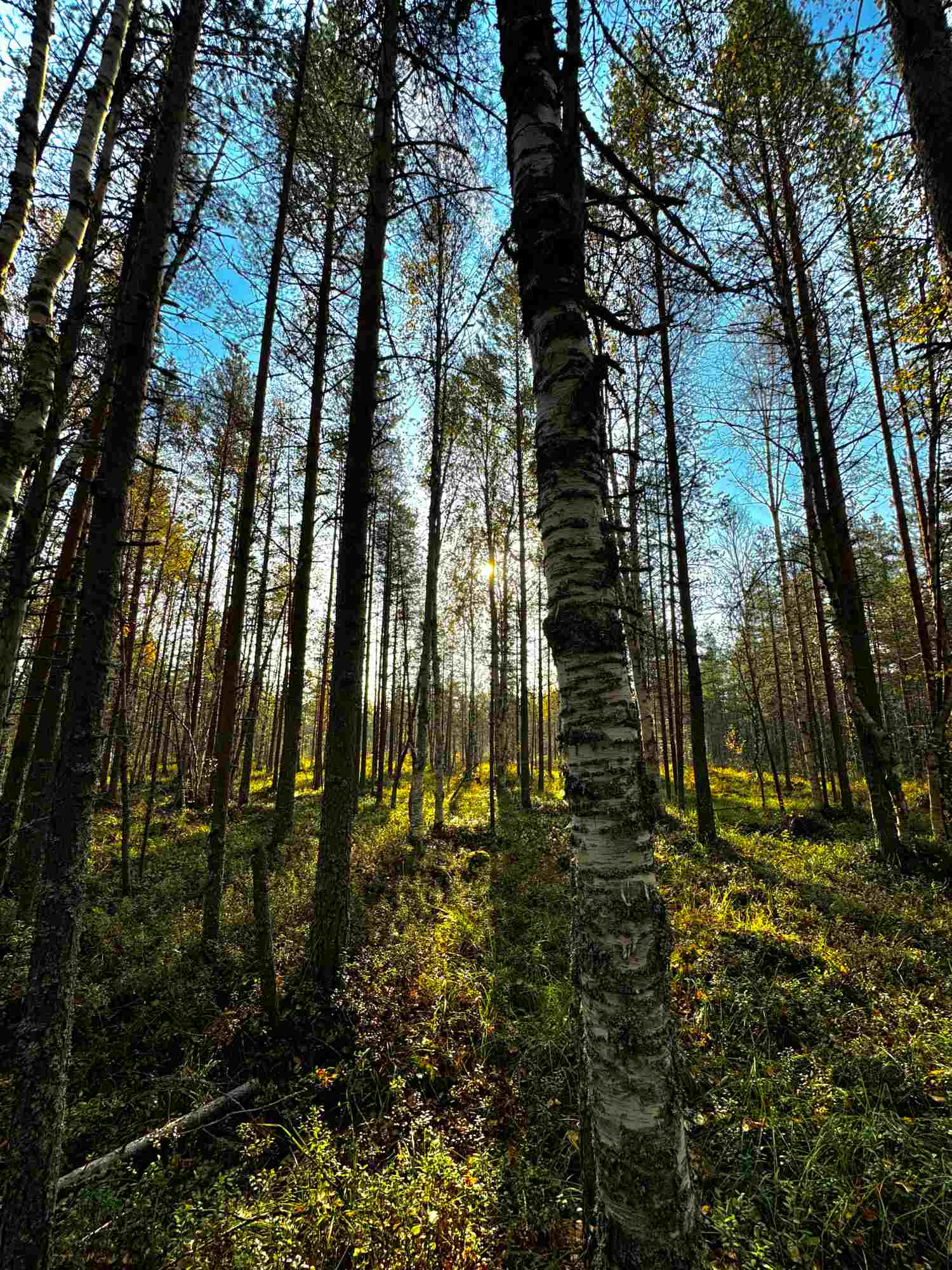 Metsäyhtymän purkaminen