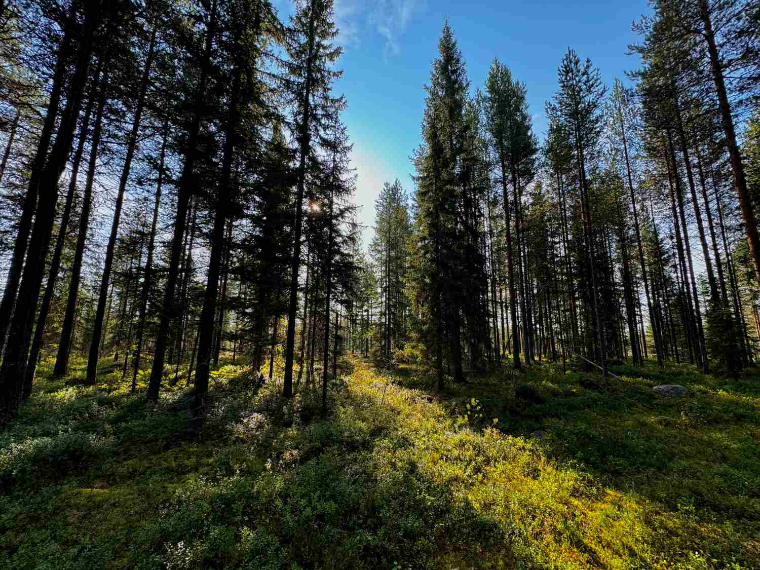 Metsätilan sukupolvenvaihdoksen vaihtoehdot Metsätilan sukupolvenvaihdoksen vaihtoehdot