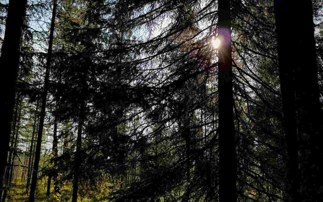 Metsäyhtymä vai kuolinpesä metsänomistusmuotona – kumpi parempi?