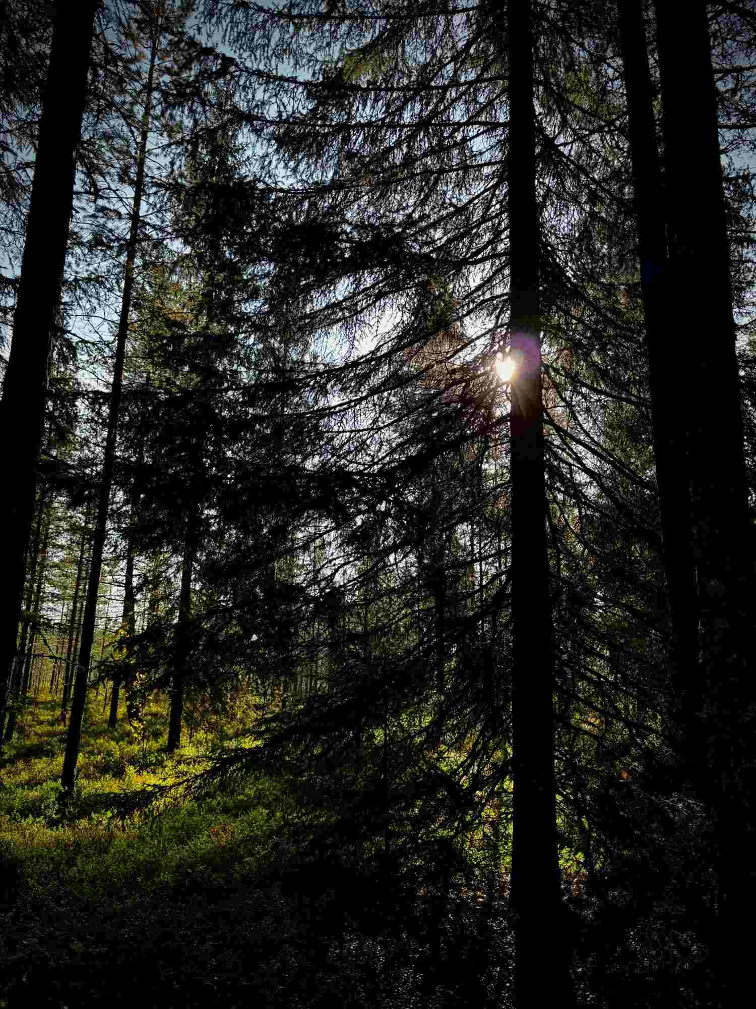 Lakitoimisto Pakanen Oy