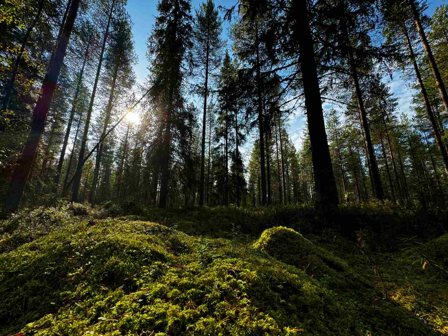 Perintömetsän jakaminen