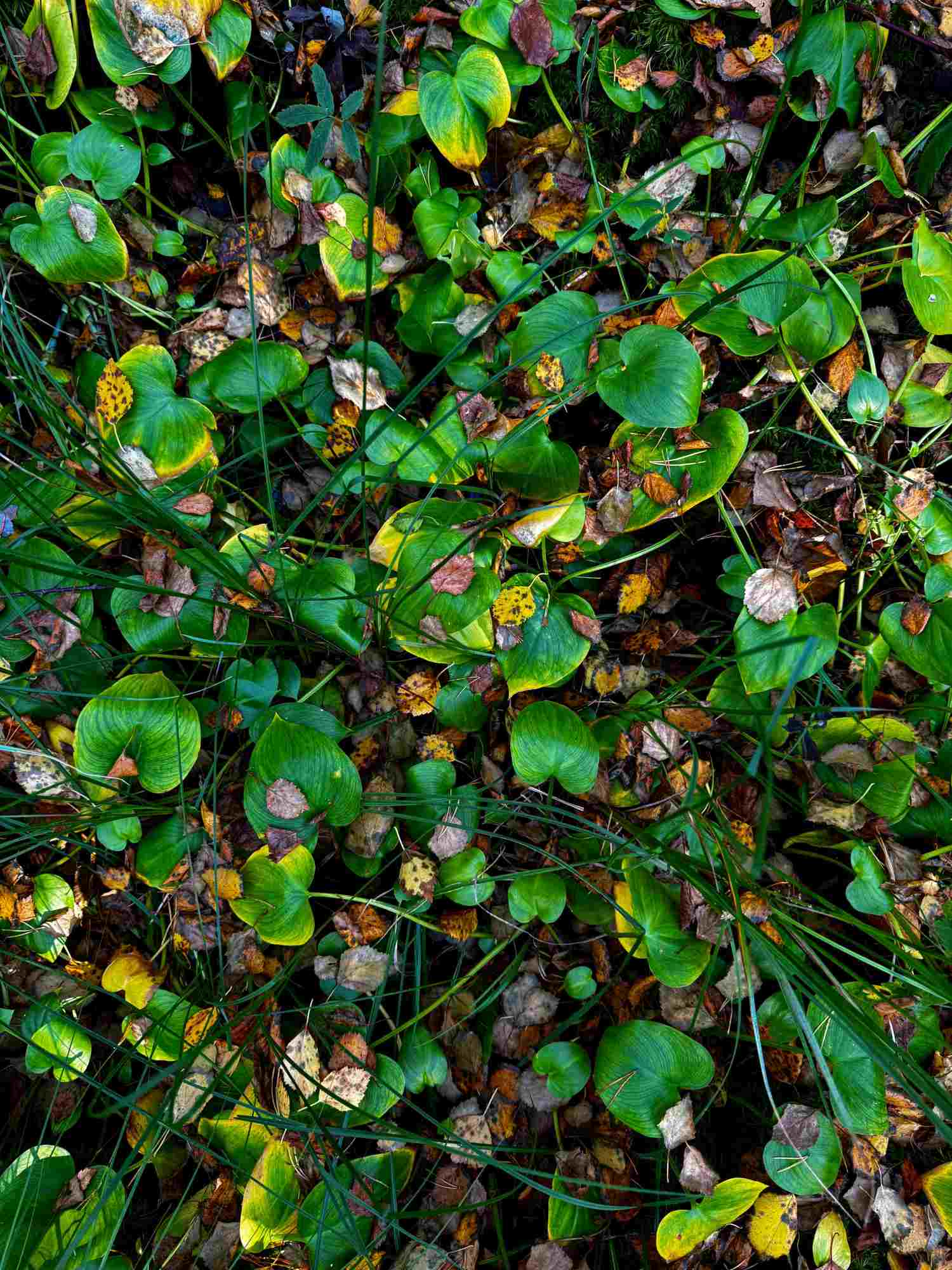 Metsätilan kauppakirja