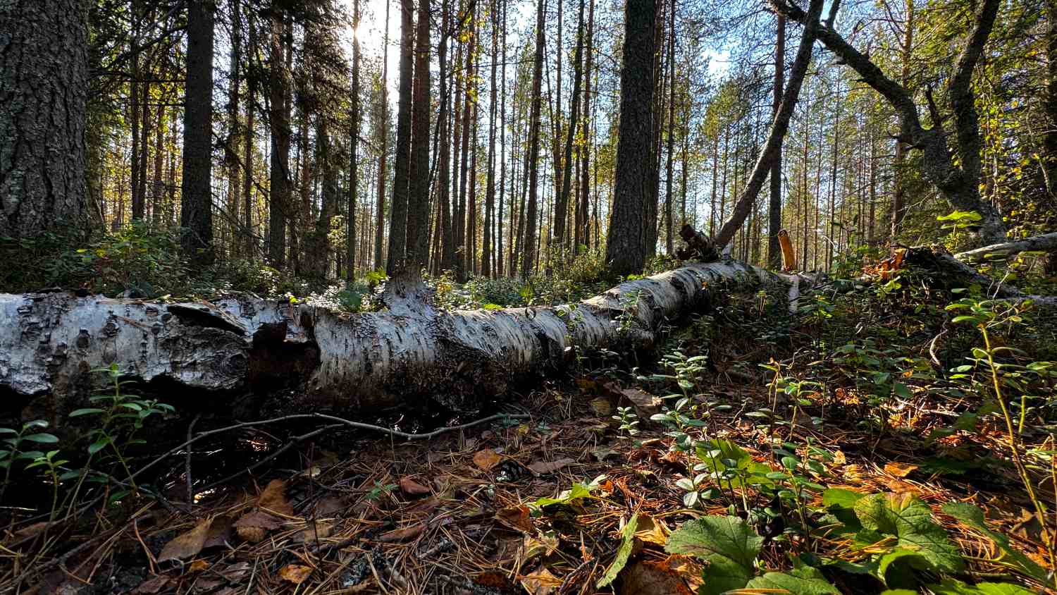 Metsätilan kauppakirja